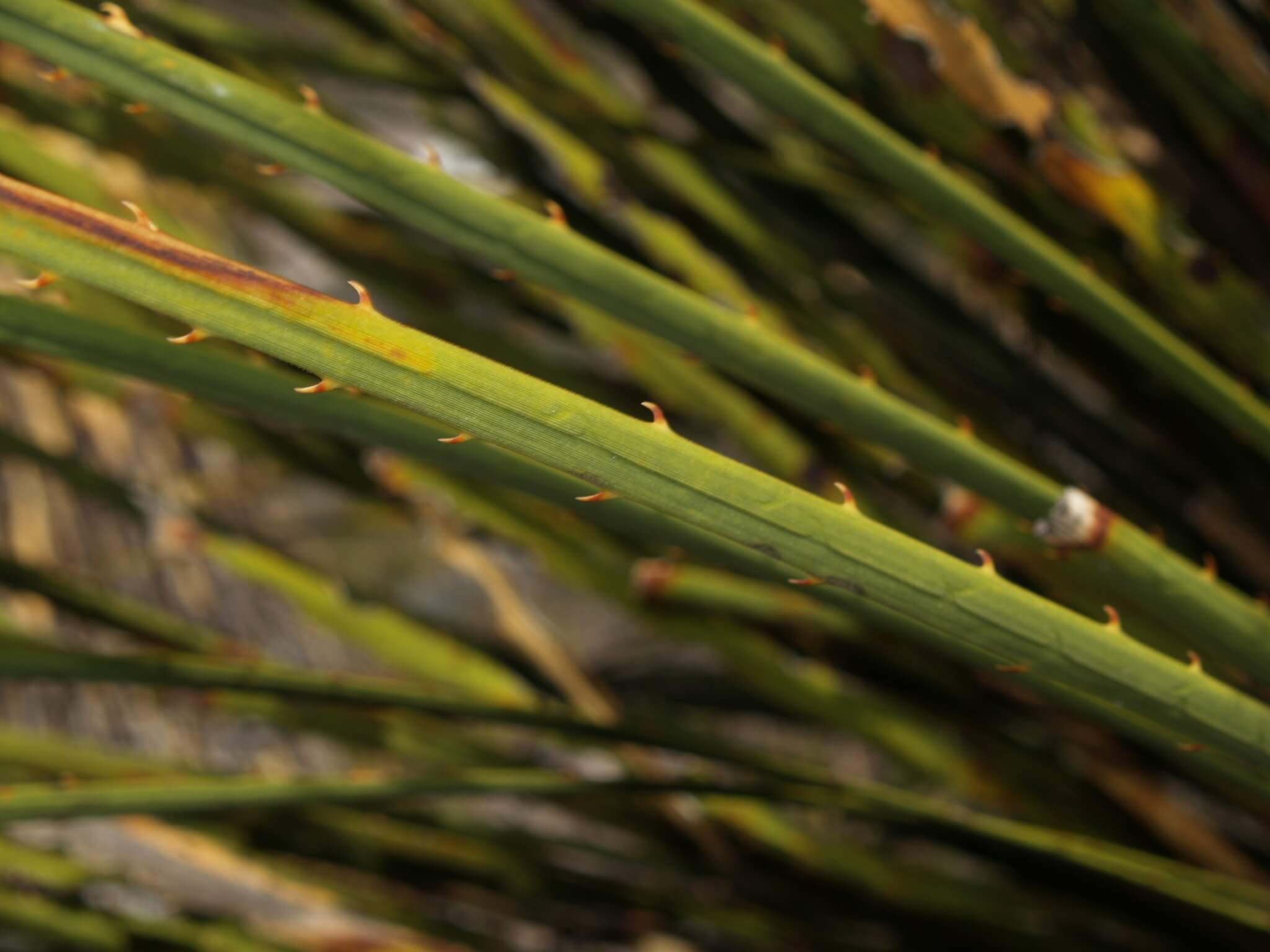 Dasylirion miquihuanense